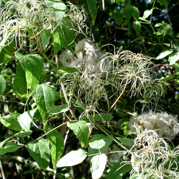Cl&eacute;matite des haies (Clematis vitalba) &copy; Nicolas Macaire / LPO